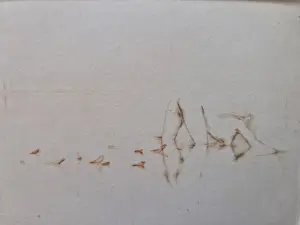Mira den Hartog - magnifieke droge naald Ets "naakt aan waterkant" - zeer kleine oplage (10) kopen? Bied vanaf 38!