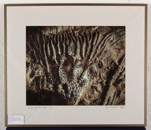 Dirk J. Wiersma - Lily of the sea - 1/50 - 1993 - foto kopen? Bied vanaf 20!