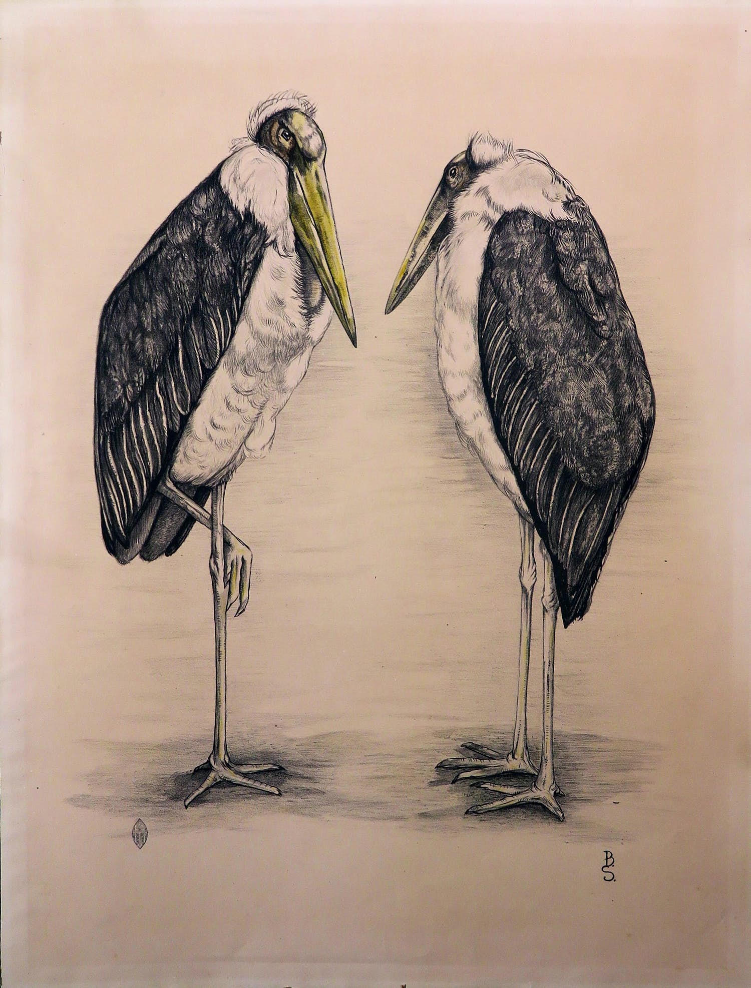 Berend Sluyterman - Litho, Twee Maraboes verkocht voor € 30!
