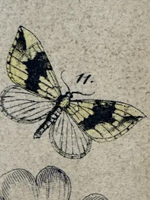 Rie Cramer - botanische vlinders prent kopen? Bied vanaf 25!