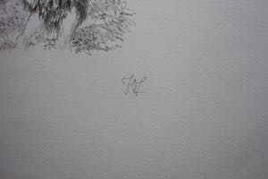 Peter Vos - litho: De ontdekking van de giraffe - 1969 kopen? Bied vanaf 150!