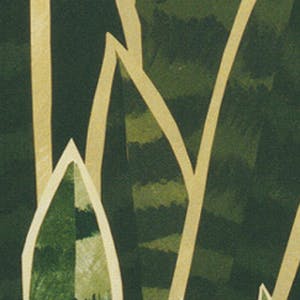 Willem Visser - Sanseveria kopen? Bied vanaf 49!