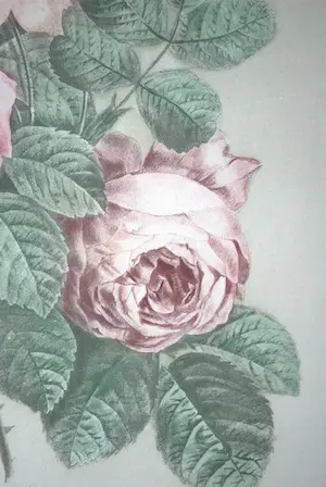 Pierre-Joseph Redoute - litho Rozen kopen? Bied vanaf 35!