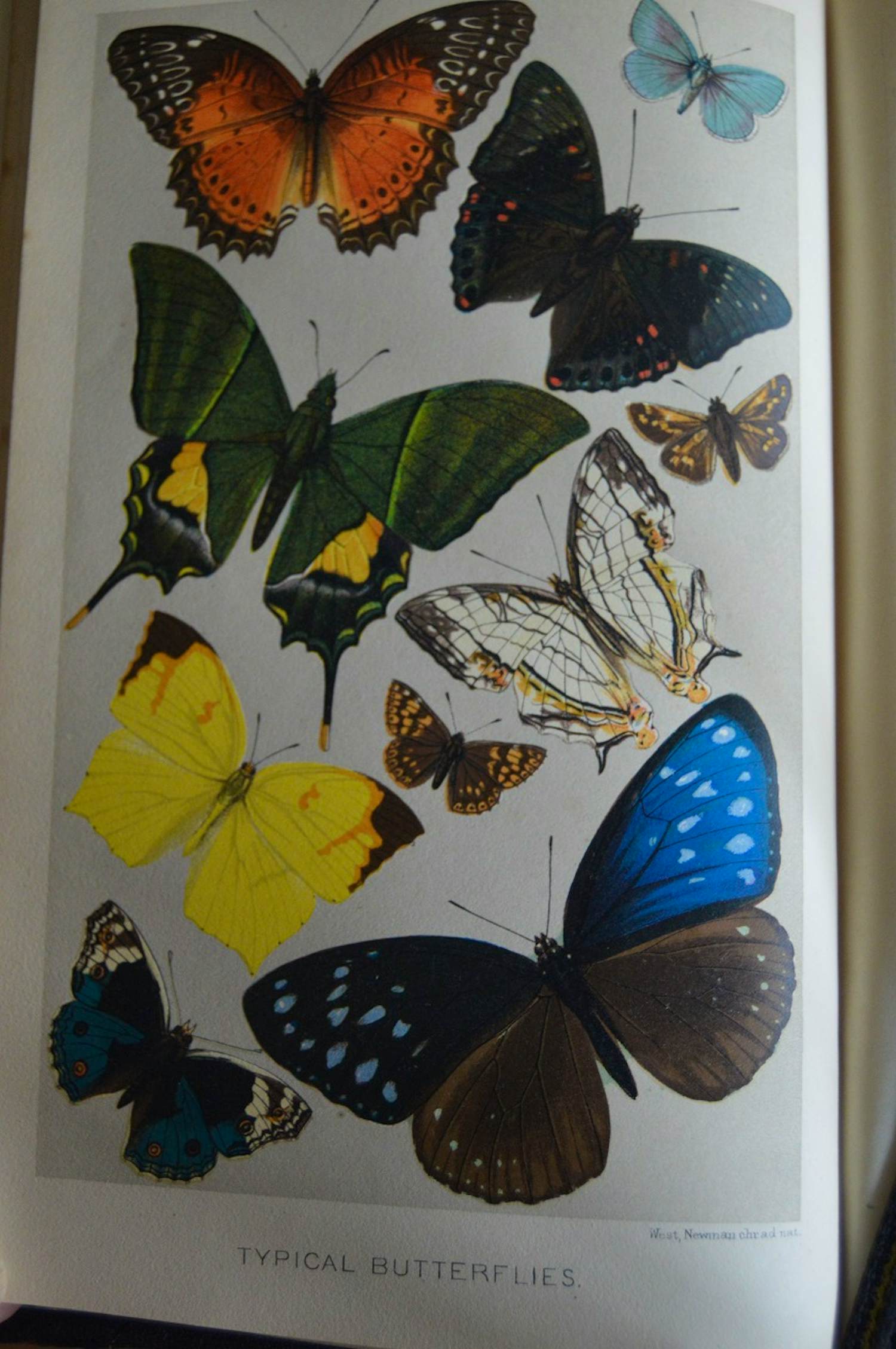 Antiquarisch Boek - The Royal Natural History (6 delen compleet) 1893 kopen? Bied vanaf 175!