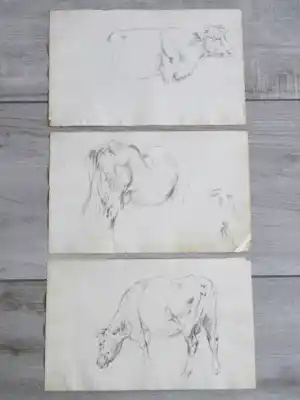 Frans Lebret - Drie studies van een rund - Tekeningen verkauft für € 75!