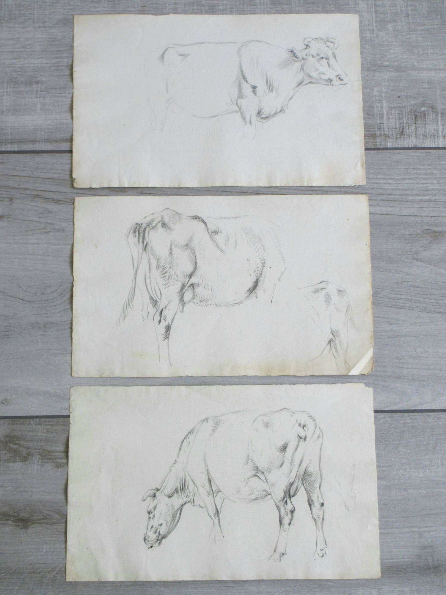 Frans Lebret - Drie studies van een rund - Tekeningen verkocht voor € 75!