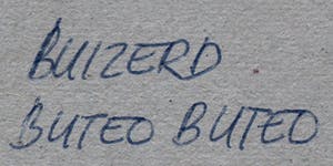 Ari Stolk - Gouache: Buizerd - 1977 kopen? Bied vanaf 75!