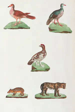 Harrison & Co. - Lot van twee handgekleurde gravures, Vogels, vissen en zoogdieren kopen? Bied vanaf 1!