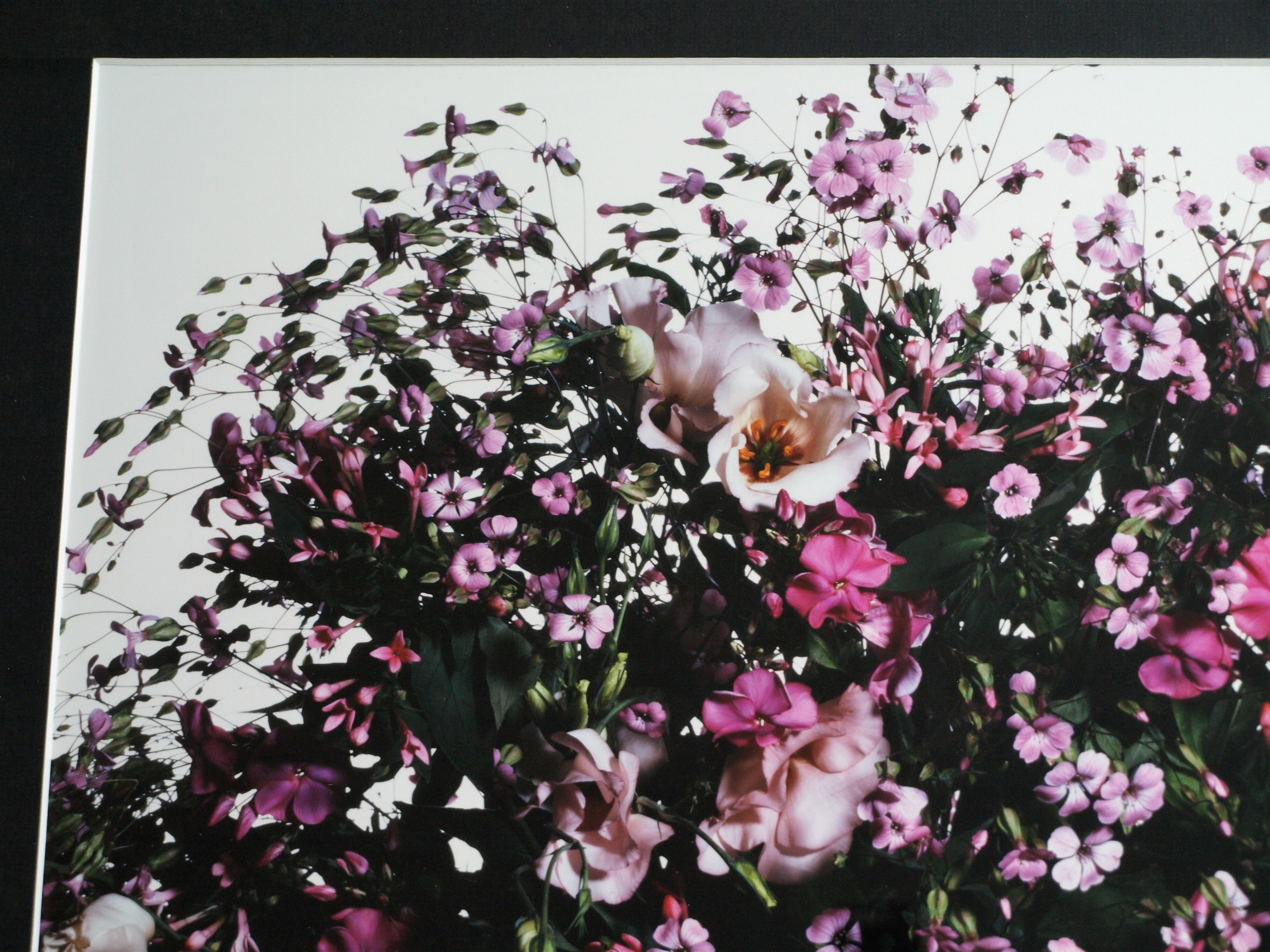 Paul Huf - Foto - Flowers – gesigneerd & ingelijst - 1984  kopen? Bied vanaf 75!