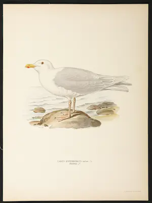Wilhelm von Wright - Litho, Larus Hyperboreus, uit Svenska foglar (...) kopen? Bied vanaf 1!