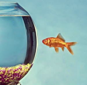 Mr. Strange - Le poisson rouge kopen? Bied vanaf 50!
