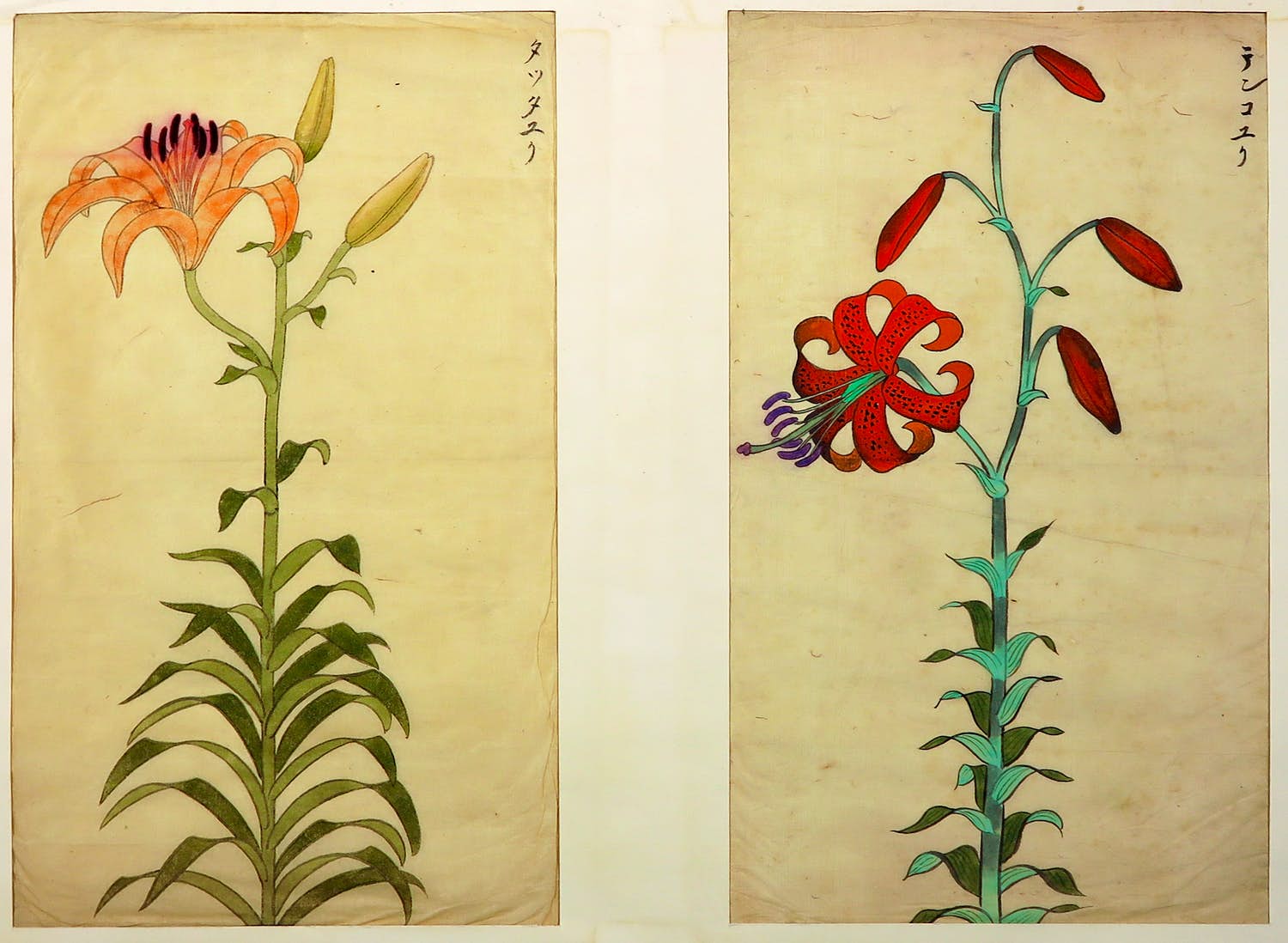 Niet of onleesbaar gesigneerd - Houtdruk, Lelie's kopen? Bied vanaf 1!