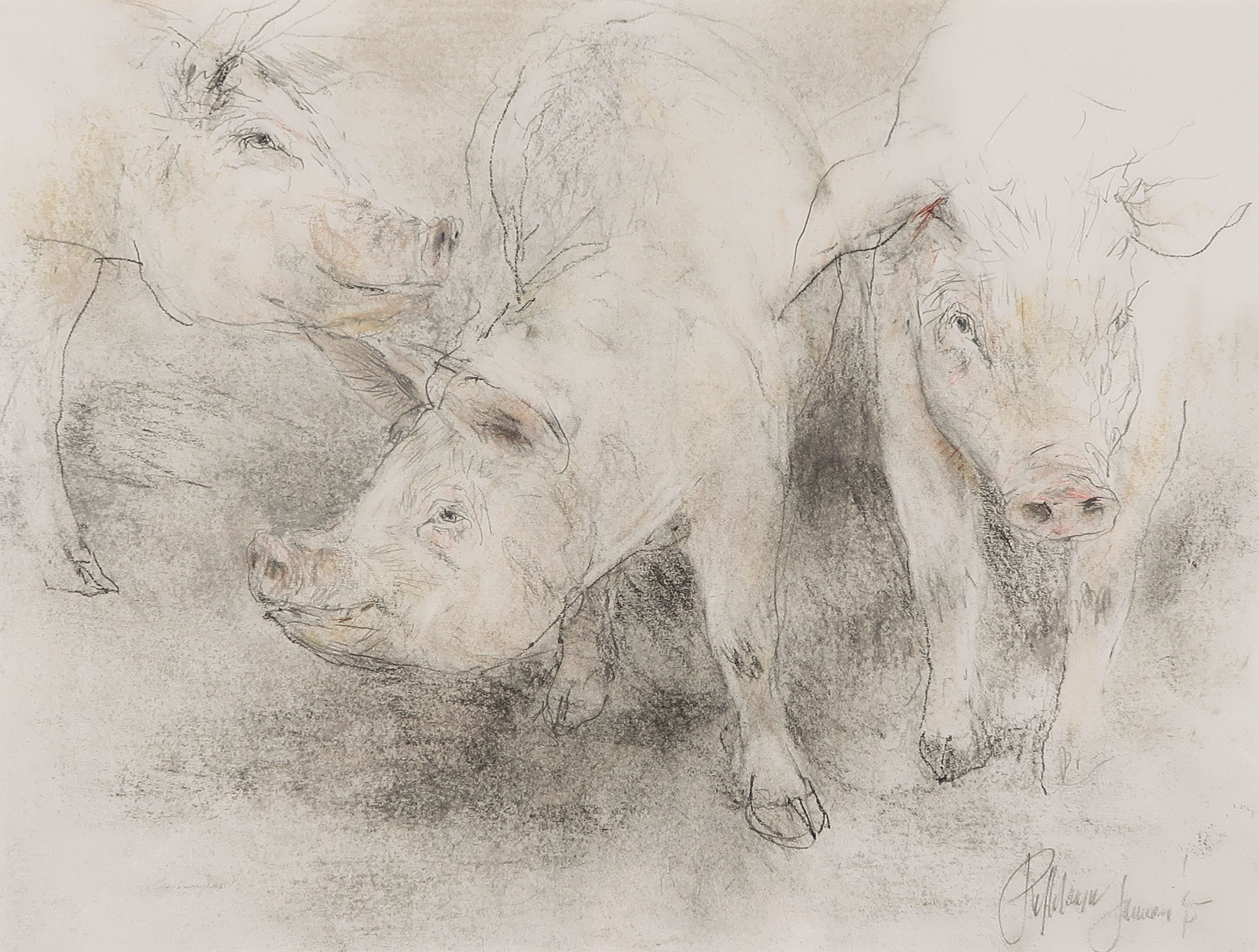 Piet Klaasse - Potlood en krijt, Varkentjes - Ingelijst kopen? Bied vanaf 100!