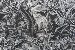 Dirk van Gelder - Weergave van de natuur met bloemen,insect en salamander. kopen? Bied vanaf 110!