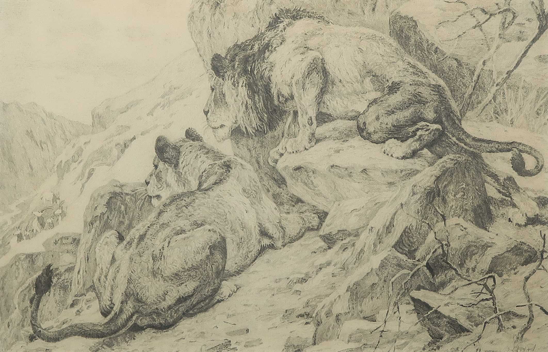 Niet of onleesbaar gesigneerd - Potloodtekening, Twee leeuwen - Ingelijst kopen? Bied vanaf 1!