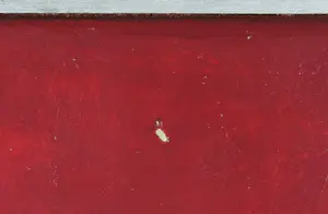 Willem van Scheijndel - Acryl op doek, Zonder titel - Ingelijst (Groot) kopen? Bied vanaf 500!