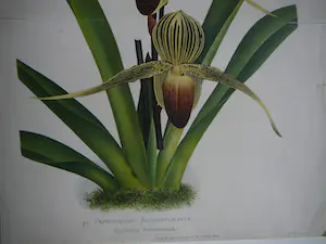 Pierre Joseph de Pannemaeker - Orchidee Paphiopedium Rothschildianum kopen? Bied vanaf 30!