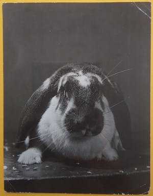 Aart Klein - & Henk Jonker - Konijn. kopen? Bied vanaf 20!