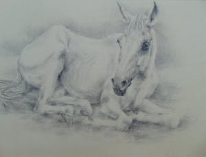 Piet Klaasse - Rustend paard kopen? Bied vanaf 55!