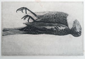 Charles Donker - Dode Beflijster kop naar rechts - bijzondere ets uit 1977 - 21019 kopen? Bied vanaf 275!