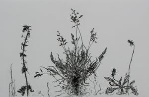 Simon Koene - Ets: Plantensoorten - 1980 kopen? Bied vanaf 45!