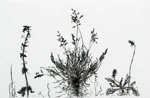 Simon Koene - Ets: Plantensoorten - 1980 verkocht voor € 45!