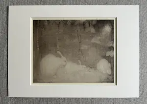 Jan Mankes - Originele Heliogravure Konijntjes in Herfstbos 1923 kopen? Bied vanaf 135!