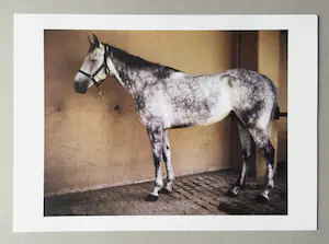 Charlotte Dumas - The horses of the Roman Carabinieri a cavallo at rest after work kopen? Bied vanaf 125!