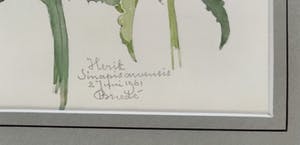 Johan Briede - Herik (Sinapis arvensis) kopen? Bied vanaf 100!