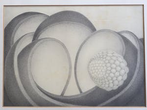 Sjaak Mous - Mysterie van de bevruchting | unieke potloodtekening (1974) - ingelijst kopen? Bied vanaf 17!