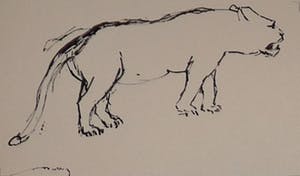 Wim Motz - 4 tekeningen van leeuwen/leeuwinnen kopen? Bied vanaf 45!