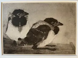 Jan Mankes - Originele Heliogravure - 2 Jonge Eksters 1923 kopen? Bied vanaf 120!