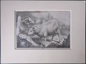 Reinier van Persijn - Naar Jacob Cuyp, Kopergravure, Twee Schapen uit Diversa Animalia Quadrupedia kopen? Bied vanaf 1!