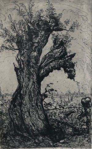 Johan D. Scherft - Knotwilg in hollands landschap kopen? Bied vanaf 20!