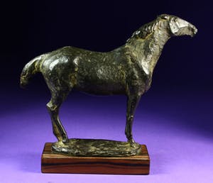 Floyd Tennison Dewitt - Paard kopen? Bied vanaf 850!