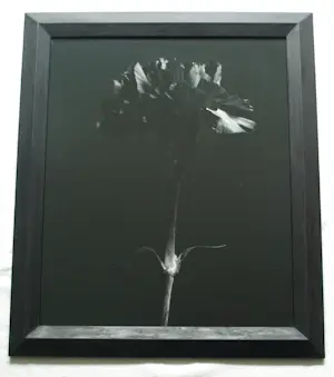 AcheterJasper Wiedeman - Ingelijste foto , barietprint , Anjer – 1993 - Lijst, 66 x 56 cm.? Enchérissez de 125!