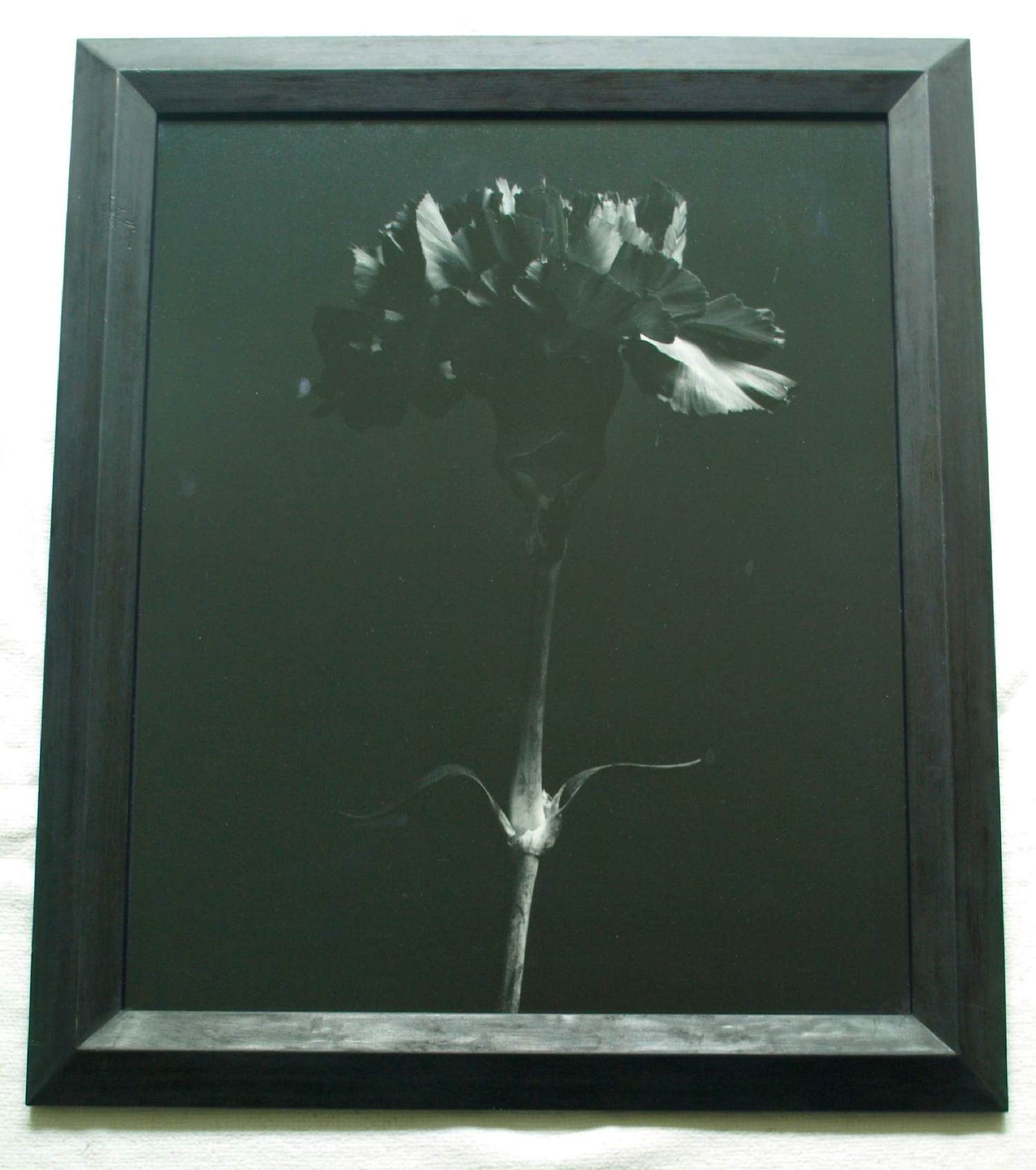 Jasper Wiedeman - Ingelijste foto , barietprint , Anjer – 1993 - Lijst, 66 x 56 cm. verkocht voor € 125!
