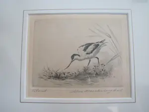 Maarten Langbroek - Kluut kopen? Bied vanaf 35!