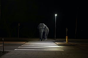 Mr. Strange - Le Pachyderme kopen? Bied vanaf 65!