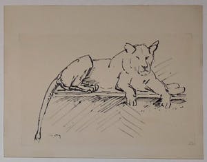 Wim Motz - 4 tekeningen van leeuwen/leeuwinnen kopen? Bied vanaf 45!