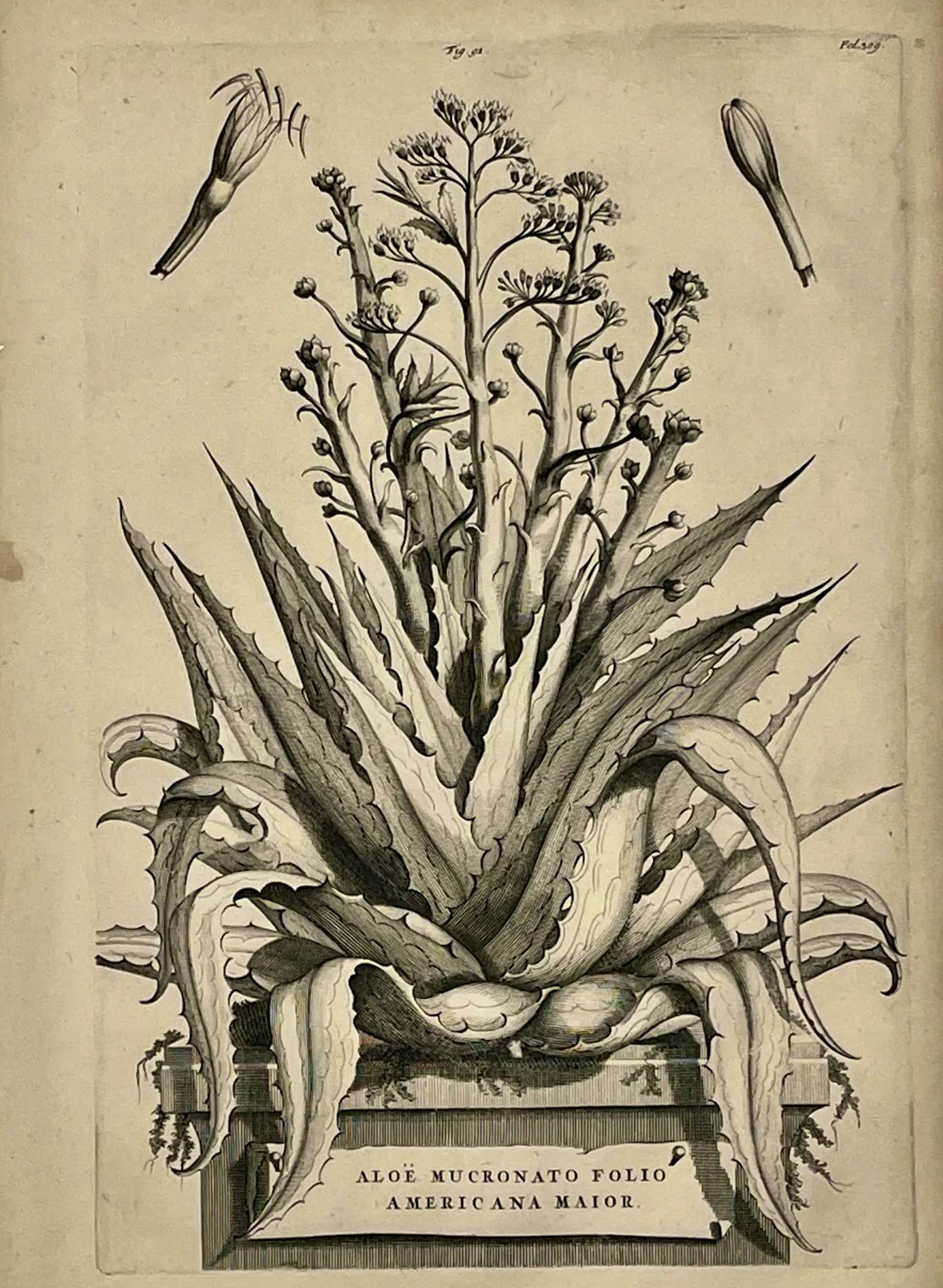 Buy Joseph Mulder - Abraham Munting: Aloe / Agave 1696 Nauwkeurige beschrijving der aardgewassen? Bid from 140!