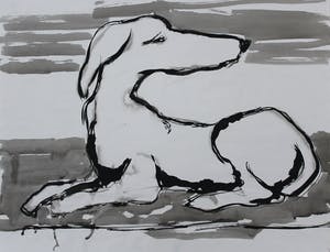 Ad van Riel - Hond(2) kopen? Bied vanaf 35!