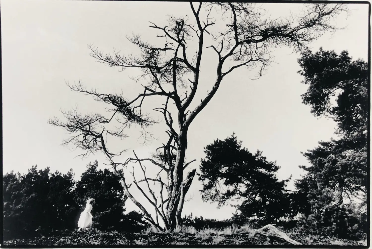 Claire Felicie (1966)