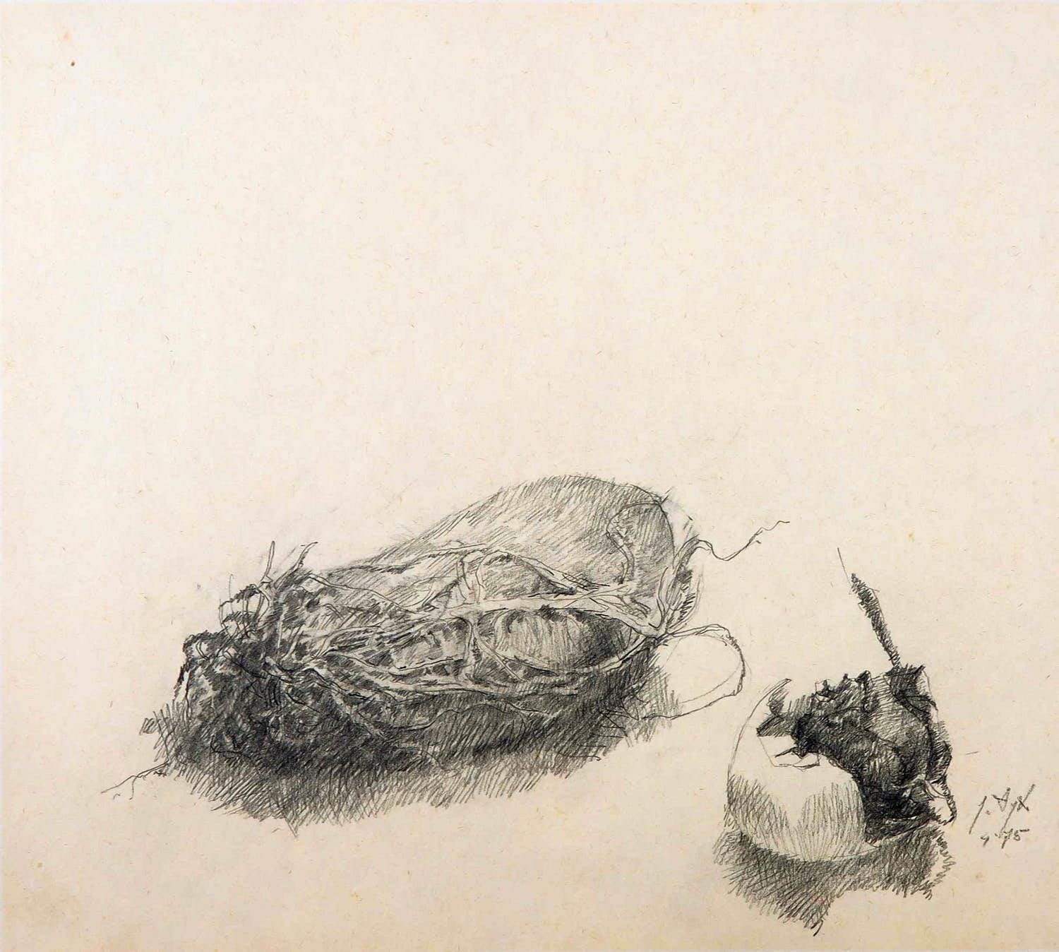 Jo van Dijk - Potloodtekening, Aardappel en ei met roos kopen? Bied vanaf 1!