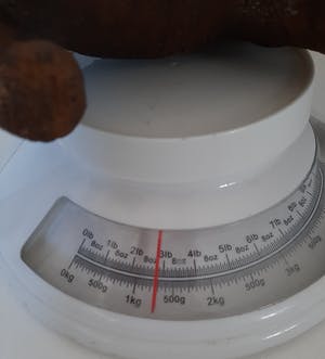 Curiosa - Neushoorn van anaconda leder - antiek kopen? Bied vanaf 1!