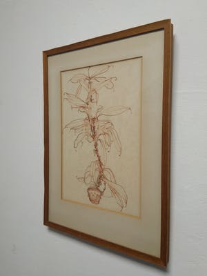 Niet of onleesbaar gesigneerd - Z.T. ''Botanische tekening, in rode inkt.'' Gallerie Oud Ambacht, Muck Douma. kopen? Bied vanaf 1!