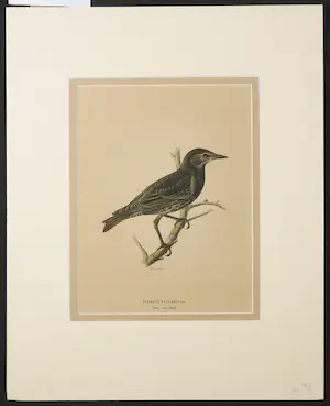 Wilhelm von Wright - Litho, Sturnus Vulgaris, uit: Svenska fogla (...) kopen? Bied vanaf 1!