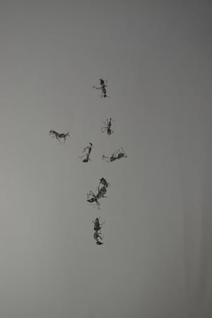 Jacques Boersma - Speciale uitgave Alain Teister en Remco Campert kopen? Bied vanaf 50!