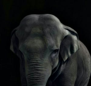 Mr. Strange - Le Pachyderme kopen? Bied vanaf 65!