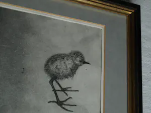 Uto Hogerzeil - Ingelijste ets en aquatint , Jonge Grutto (?) – 1979 – Lijst, 28 x 63 cm. kopen? Bied vanaf 80!